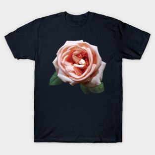Roses - Delicate Peach-Colored Rose T-Shirt